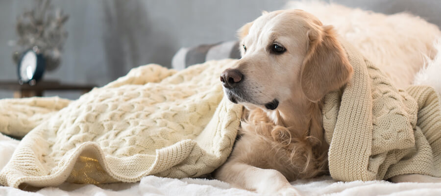How to Keep Your Dog Safe Around Kids Tips for Families